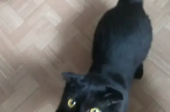 Пропала черная кошка на ул. Мелиораторов 5