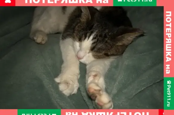 Найдена домашняя кошка на улице Залесная, 2 в Казани