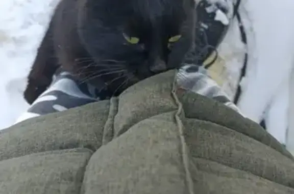 Найдена кошка на пер. Радио, 20, Владивосток
