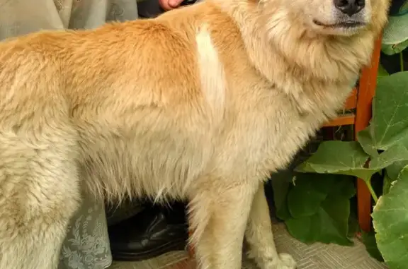Пропала собака в Новосибирске, ищем!