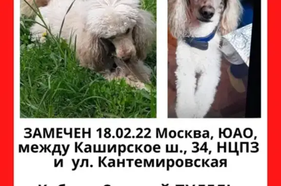 Пропала собака на Каширском шоссе, Москва