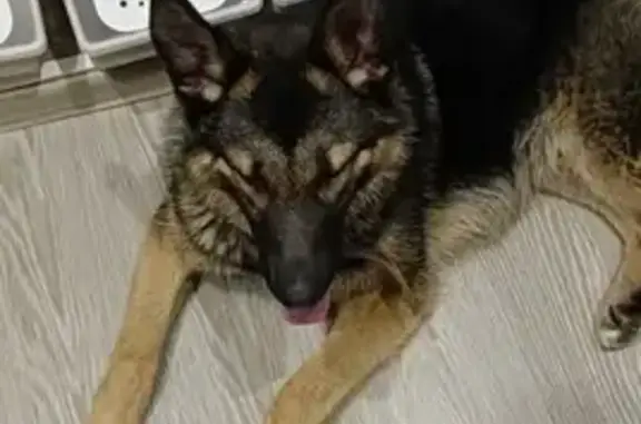 Найдена собака в Люберцах на Красногорской улице 22В
