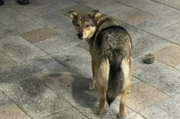 Собака найдена у зоомагазина в Иркутске