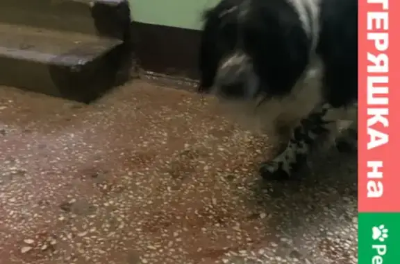 Найдена собака на улице Максимова 5 в Казани