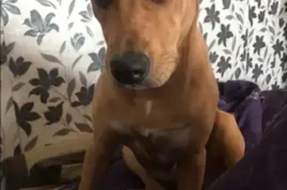 Собаки потеряшки, , фото: Потеряшка собака возле Телеца на Комсомольском пр-те, Усолье-Сибирское