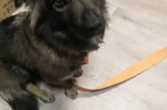 Найдена собака с ошейником на ул. Ставропольской