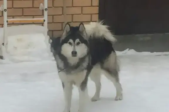 Пропала собака на улице Строителей, Казань
