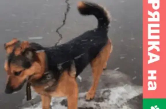 Собака найдена на Внуковском шоссе