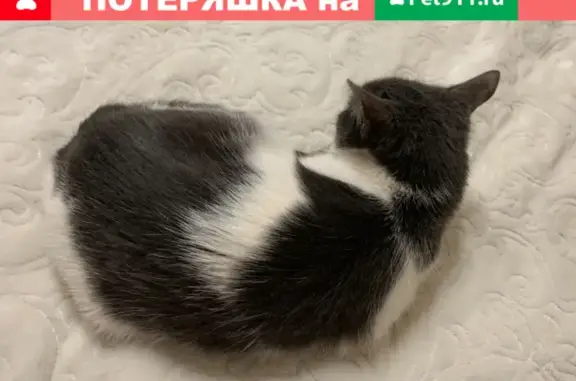 Найдена кошка на ул. Труфанова 21 к2