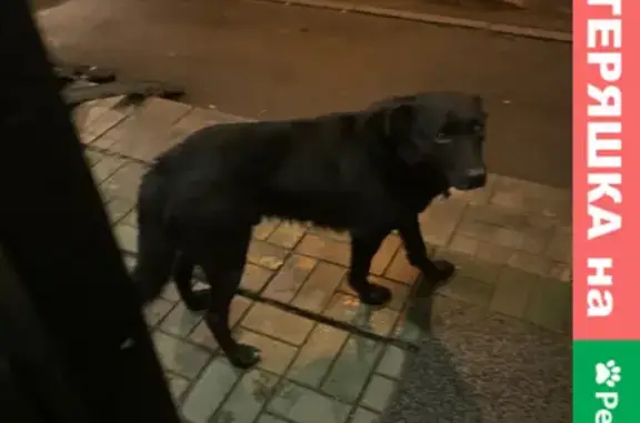 Найдена собака, Москва, фото: Найдена собака на Абрамцевской 9/1, Москва