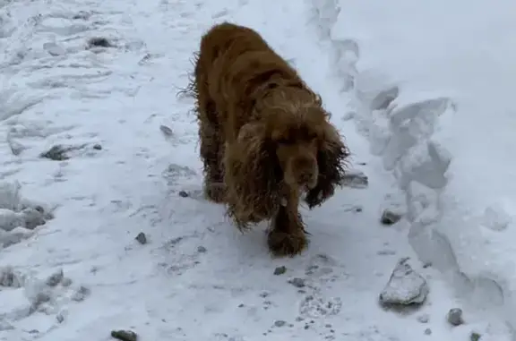 Найдена собака Спаниэль на улице Терешковой, Оренбург