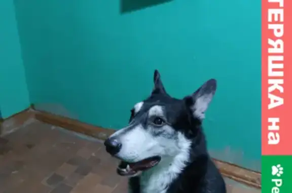 Найден пёс на улице Стрельникова, 27