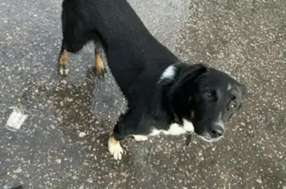 Найдена собака около метро Автозаводская