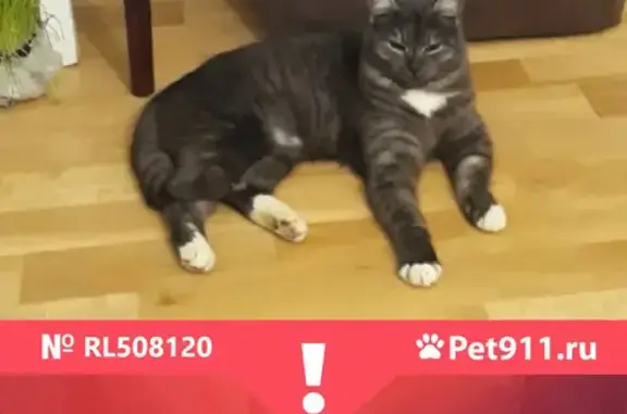 Потерянные животные Москва, фото: Пропала кошка с адресом на Шоссейной улице, Москва.