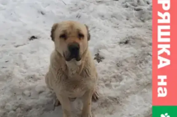 Найдена собака в промзоне Д. Тимонино, МО Раменский район.