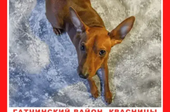 Пропала собака в Гатчинском районе, ЛО - помогите найти!