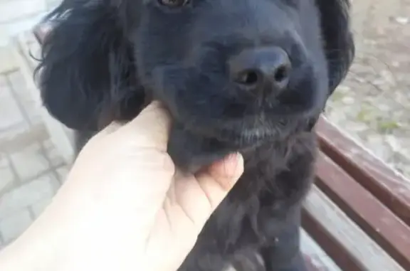 Найдена собака Бэлла ищет хозяев в Астрахани