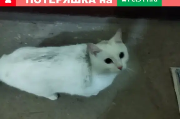 Найдена белая кошка в Оренбурге на ул. Салмышская 70