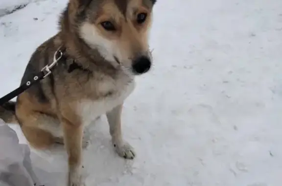 Найдена собака у Спасских ворот в Москве