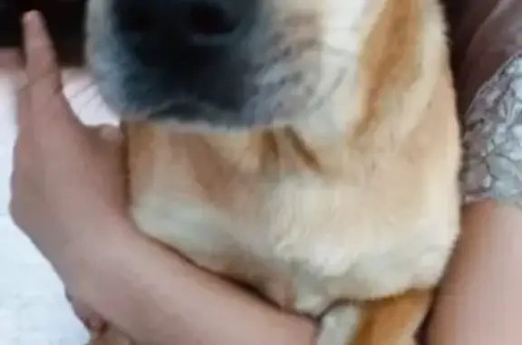 Объявления о пропавших и найденных животных, Анапа, фото: Пропала собака Юма на ул. Трудящихся, 121, Анапа