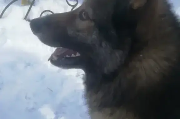 Найдена собака на Поперечно-Гривской 10 в Казани