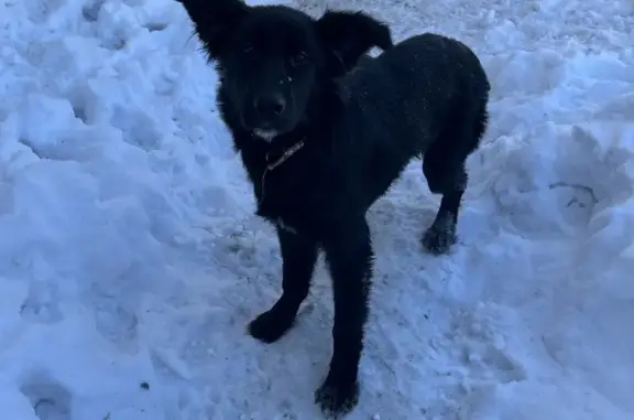 Найдена собака в Марусино, Новосибирская область