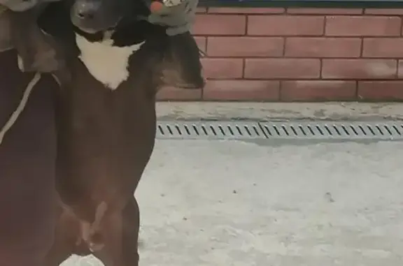 Пропала собака в Динской, ул. 300-летия Кубанского Войска