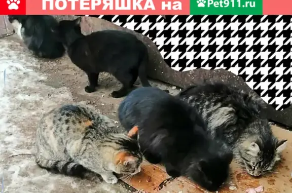 Потеряшка кошка на ул. Есенина, Нижний Новгород