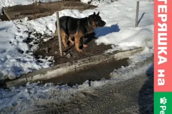 Собака на улице Космонавтов, Казань