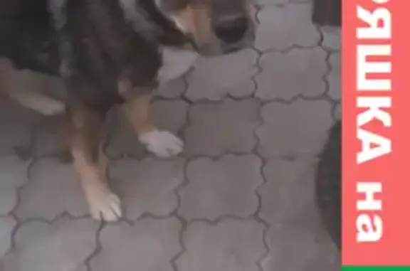 Пропала крупная собака на Экскаваторной улице, 38А, Абакан