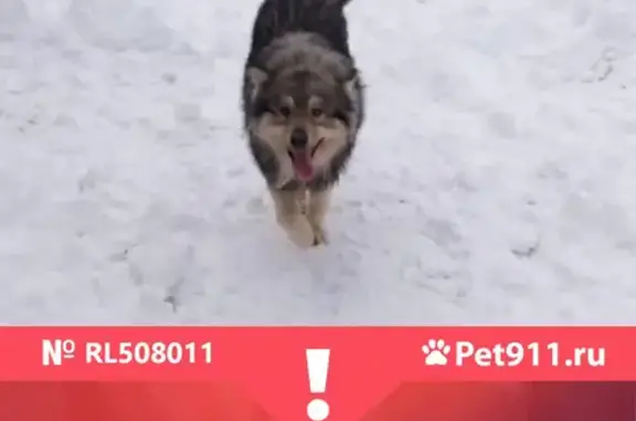 Пропала собака на ул. Машиностроителей, Казань