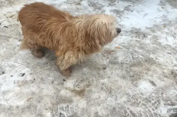 Собака найдена на проспекте Науки, СПб.
