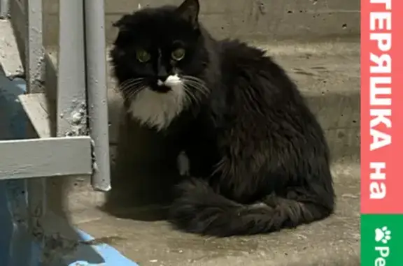 Найдена кошка на ул. Киевская 28