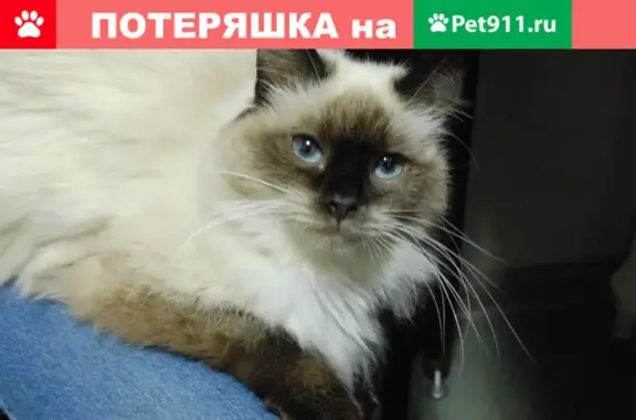 Кошки потеряшки, Санкт-Петербург, фото: Потеряшка белая кошка на Карбышева, 6 к2