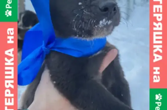 Пропал щенок на Новоалександровском шоссе в Уфе
