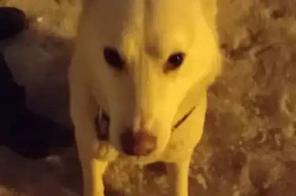 Собака найдена на Московской, 73 в Пензе.