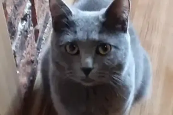 Найден домашний кот на ул. Горького, 63, Челябинск