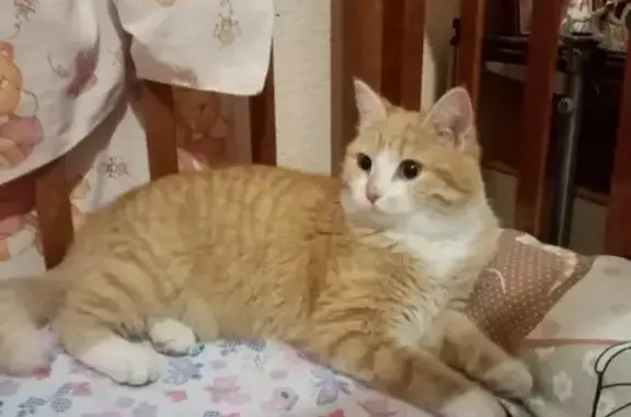 Кошка найдена в Игнатьево, Павловский Посад.
