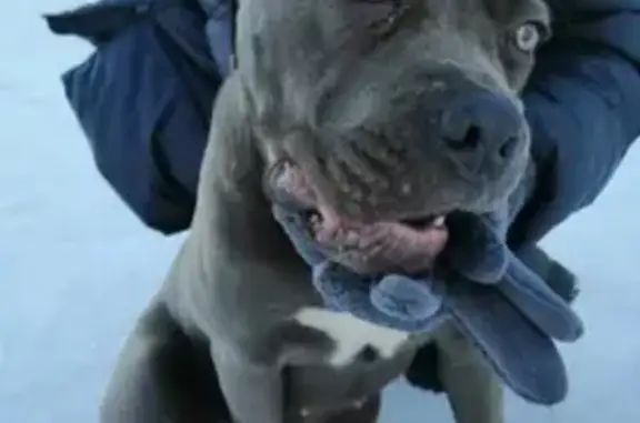 Найдена собака с переломанной лапой в Мавлютова, нужна передержка