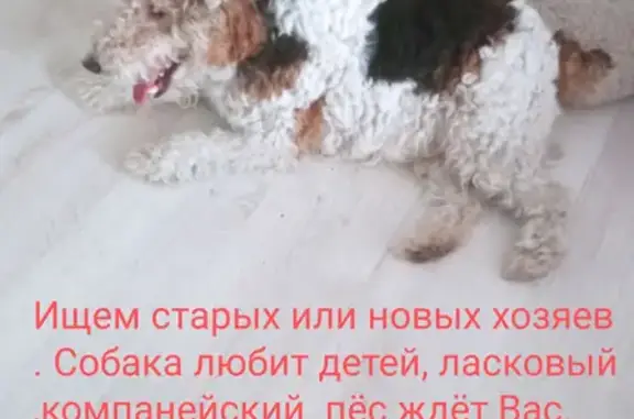 Найдена собака в п. Емельяново, Московская ул. 153