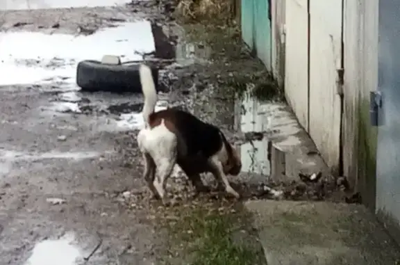 Найдена собака на ул. Менделеева в Калининграде