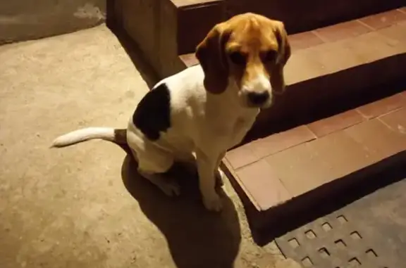 Собака найдена на Монтажной, 54 в Краснодаре