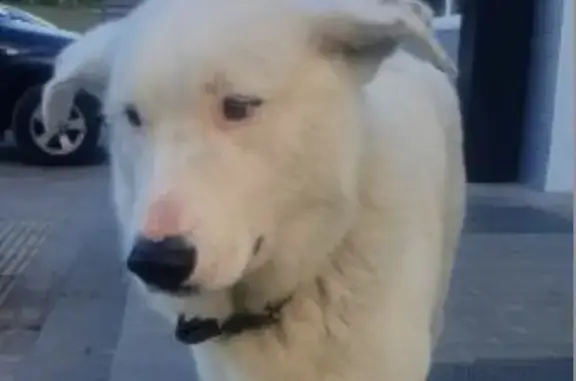 Найдена собака в Гусе-Жеоезном без ошейника