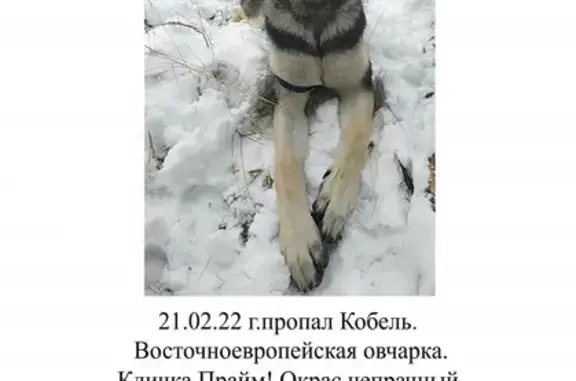 Пропала собака Прайм, Восточно Европейская овчарка, Чкаловский, Московская область.