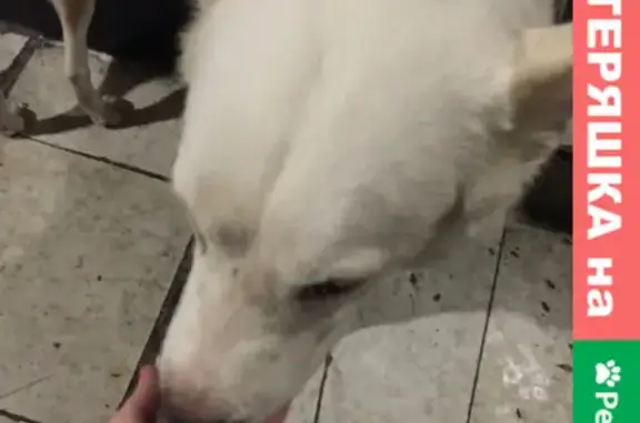 Найдена агрессивная собака в Екатеринбурге, ищем хозяев или передержку