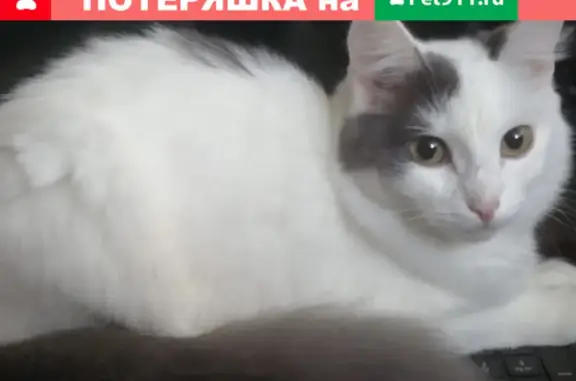 Пропала кошка на ул. Павлова, 22 в Тобольске