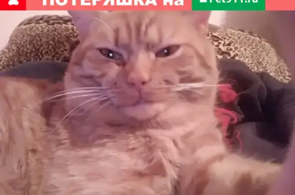 Пропала кошка Кот на ул. Чичканова, 70Б, Тамбов