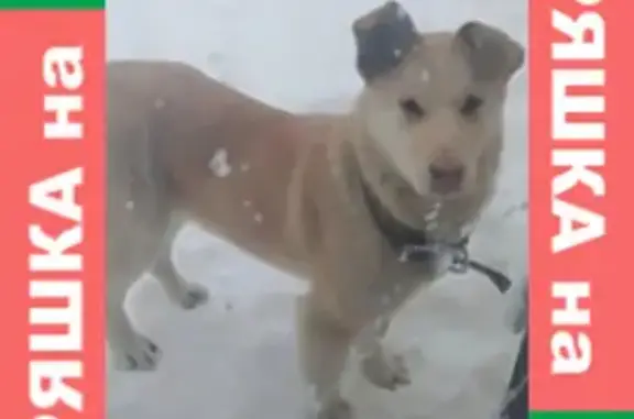 Найдена собака на Северном обходе Затона, Уфа.