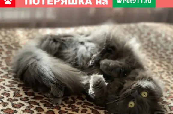 Пропала кошка на ул. Чернышевского 3, вознаграждение