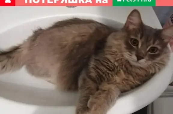 Найден котик на Самарской, 17 в Ульяновске